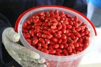 miracle berry
