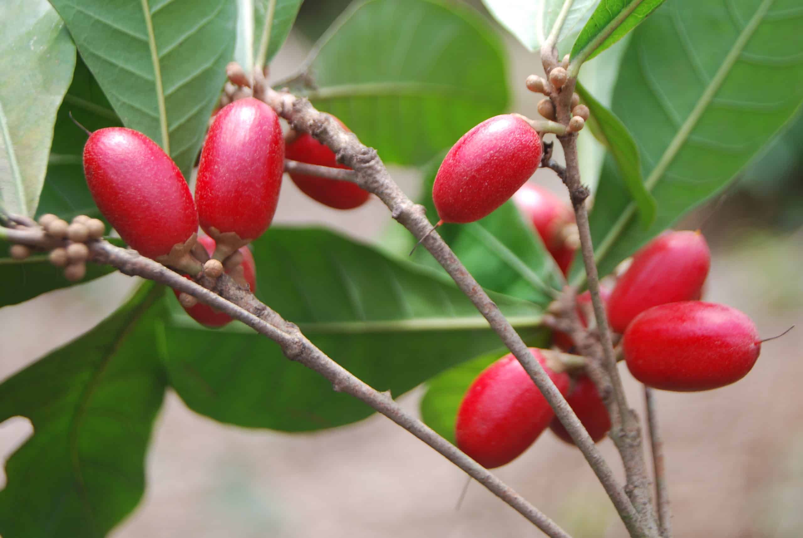 MiraBurst miracle berry on a plant