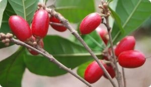 red Miracle Berries growing on a bush