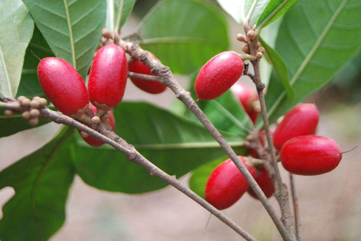 the history of the miracle berry