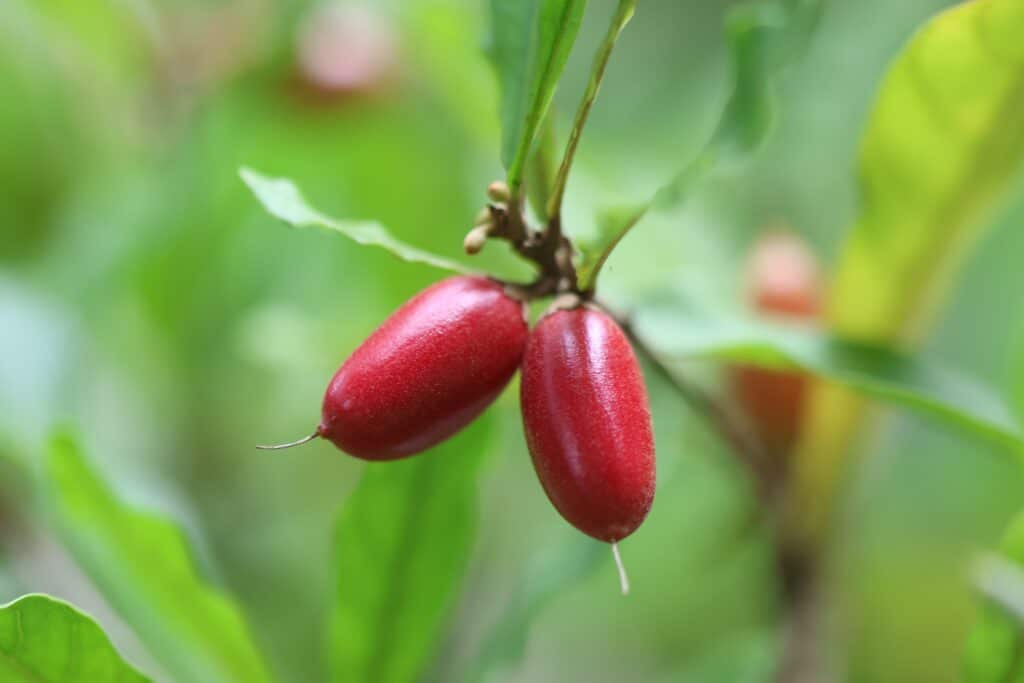 miracle-berry-on-a-bush