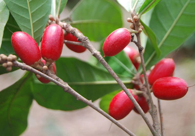 miracle berries on a branch