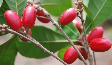 Anti-Diabetic Effects of the Miracle Berry Itself